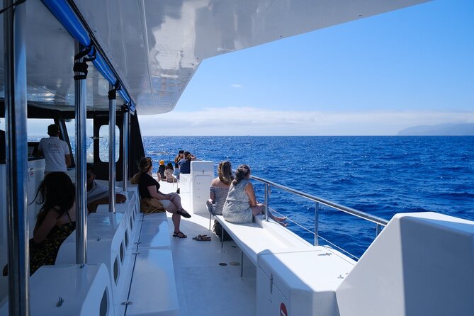 Eco-Friendly Catamaran Dolphin and Whale Watching - Dolphins, pilot whales, and the limits of nature