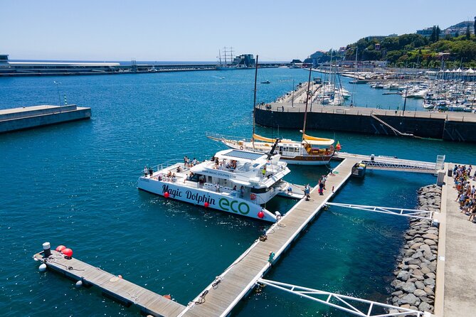 Eco-Friendly Catamaran Dolphin and Whale Watching - The eco-friendly approach