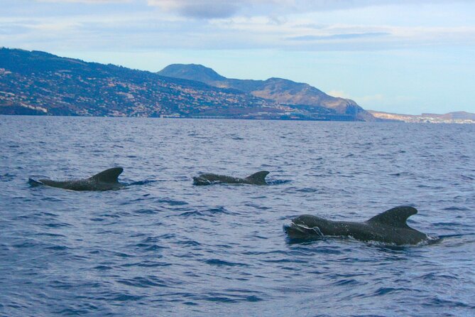 Eco-Friendly Catamaran Dolphin and Whale Watching - Booking advice and cancellation rules