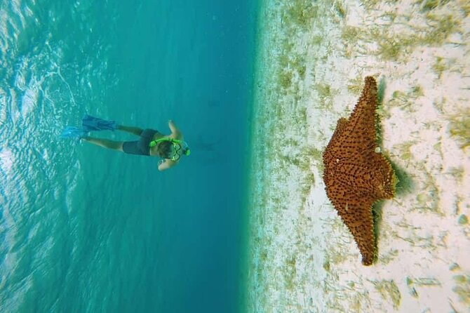 El Cielo Cozumel Snorkel tour by Catamaran - Palancar Reef: your first look underwater