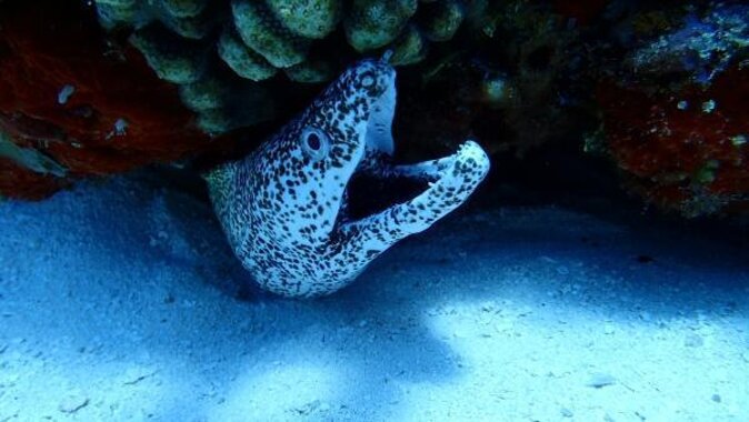 El Cielo Cozumel Snorkeling trip by Catamaran - Key points to know before booking