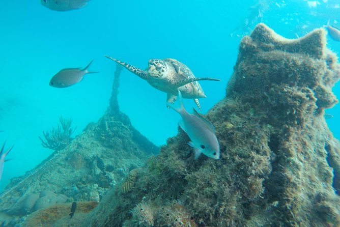 Elegance Catamaran turtles swim and lunch cruise - A small catamaran with a clear purpose