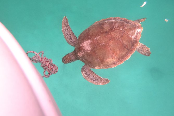 Elegance Catamaran turtles swim and lunch cruise - Food, drinks, and the open bar