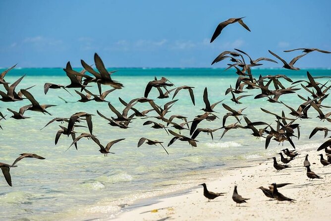 Excursion to Tetiaroa by Catamaran Visit Lunch Snorkeling - One hour of snorkeling around the reef