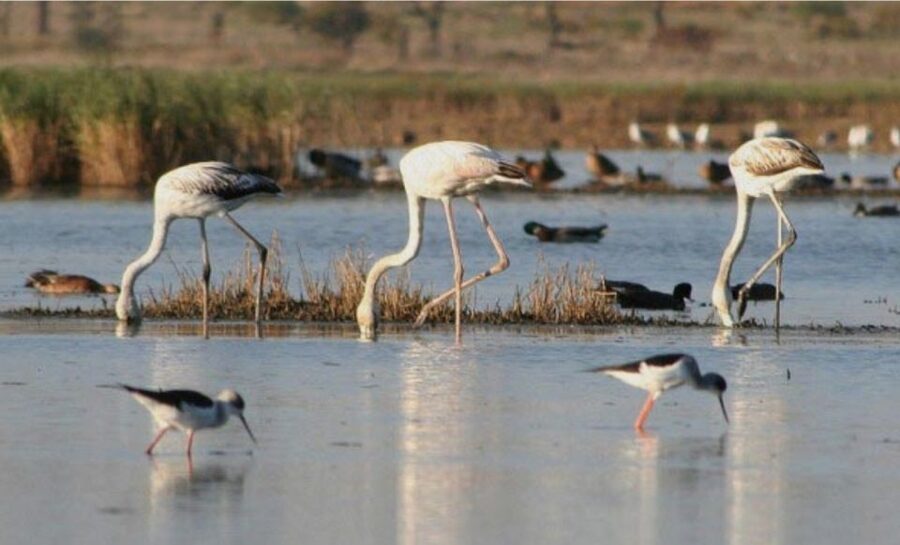 Faro: Ria Formosa Guided Sunset Tour by Catamaran - Why sunset works so well in Ria Formosa