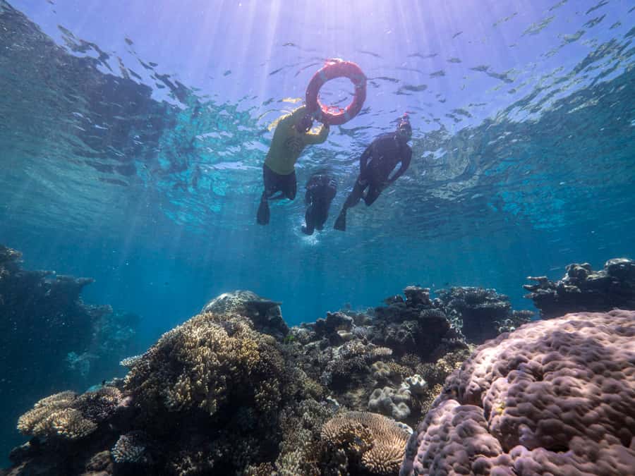 From Cairns: Great Barrier Reef Cruise by Premium Catamaran - Two hours at the first outer reef