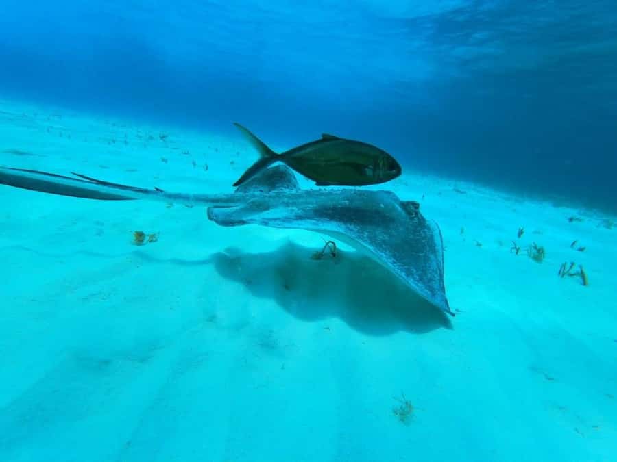 From Cozumel: El Cielo Beach by Catamaran Snorkeling Tour - Food, drinks, and the social side of the boat