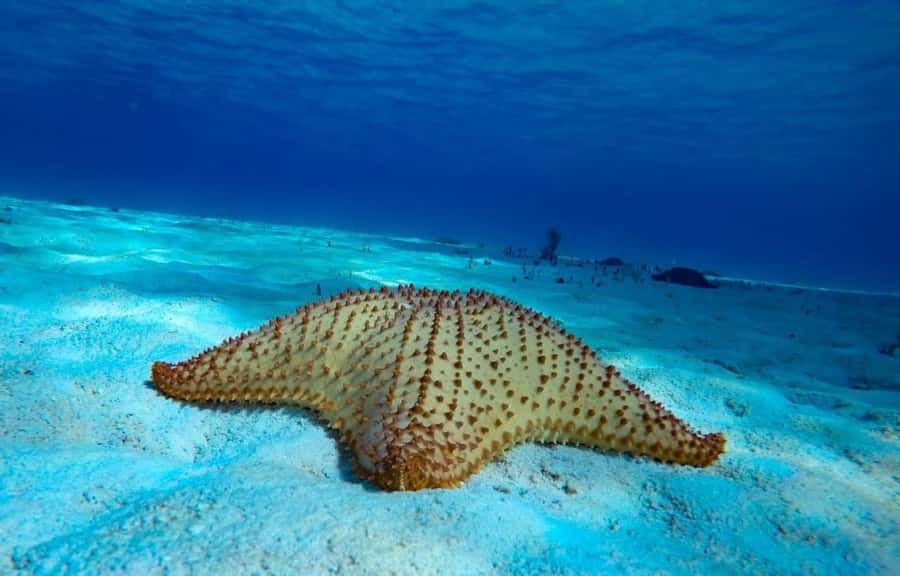 From Cozumel: El Cielo Beach by Catamaran Snorkeling Tour - Practical details that make the day easier