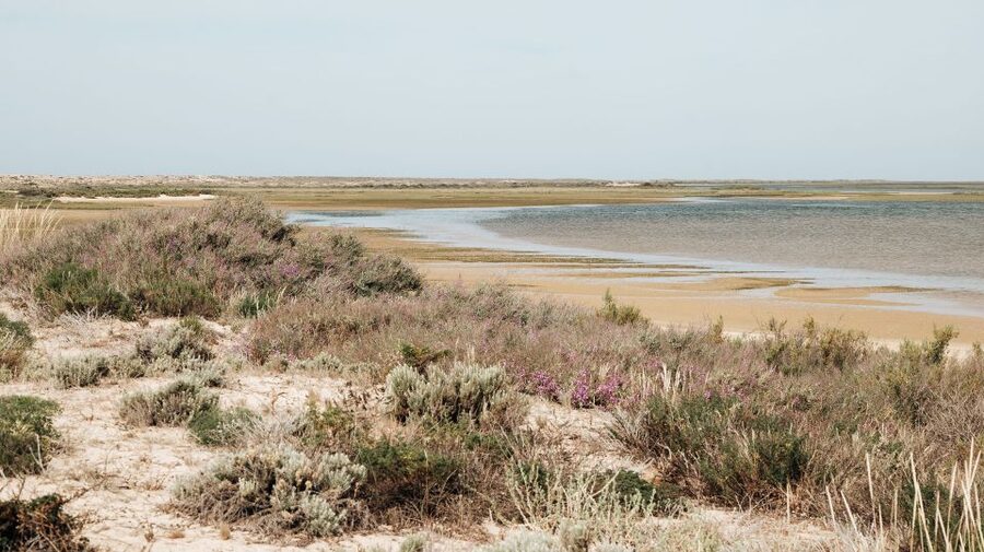 From Faro: Catamaran Boat Trip to Deserta Island with Stop - Planning how long to stay
