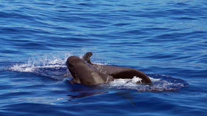 From Funchal: Ecological Catamaran Dolphin Whale Watching - At a glance