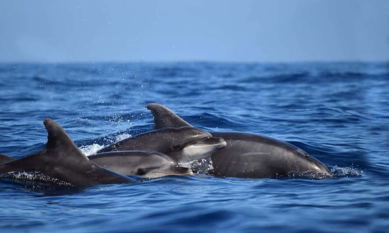 From Funchal: Ecological Catamaran Dolphin Whale Watching - Who should book this catamaran?