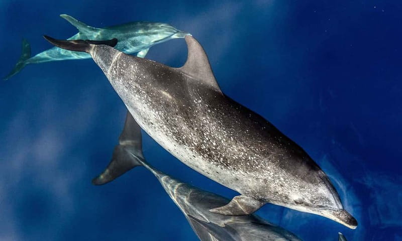 From Funchal: Ecological Catamaran Dolphin Whale Watching - Spotting dolphins, pilot whales, and sperm whales