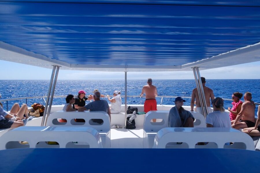 From Funchal: Ecological Catamaran Dolphin Whale Watching - Timing and boarding details that matter