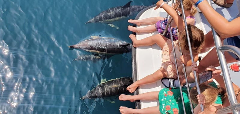 From Lagos: Dolphin Watching Catamaran Cruise - Beaches and Cliffs Along the Coast