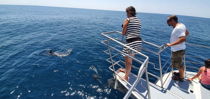 From Lagos: Dolphin Watching Catamaran Cruise - What the $47 Price Buys You