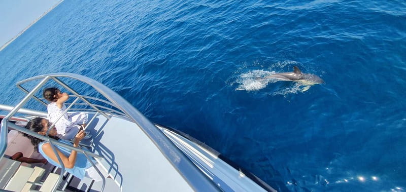 From Lagos: Dolphin Watching Catamaran Cruise - Weather, Sea Conditions, and What to Pack