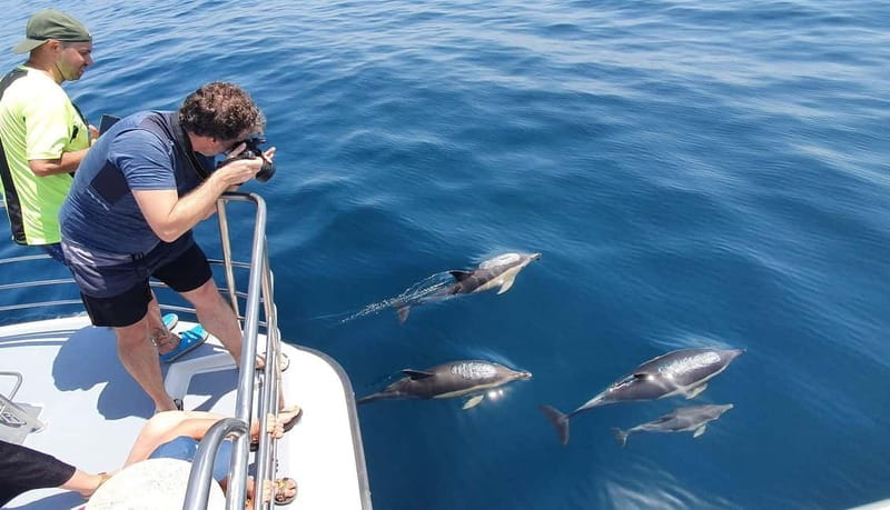 From Lagos: Dolphin Watching Catamaran Cruise - Should You Book It?