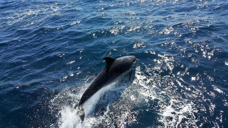 From Lagos: Dolphin Watching Catamaran Cruise - Finding Your Best View on the Catamaran