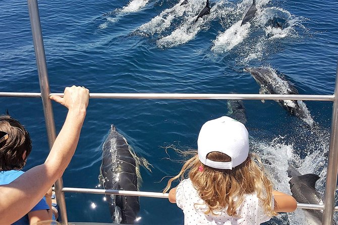 From Lagos: Dolphin Watching Cruise on a Catamaran - A catamaran made for watching wildlife