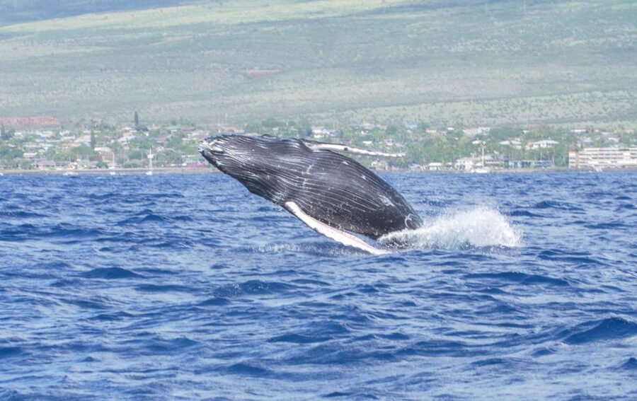 From Maalaea: Whale Watching Catamaran Cruise with Drinks - Why Maui’s winter whales are the main event