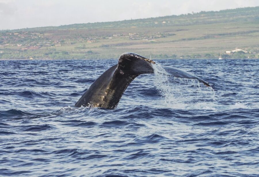 From Maalaea: Whale Watching Catamaran Cruise with Drinks - My recommendation for booking