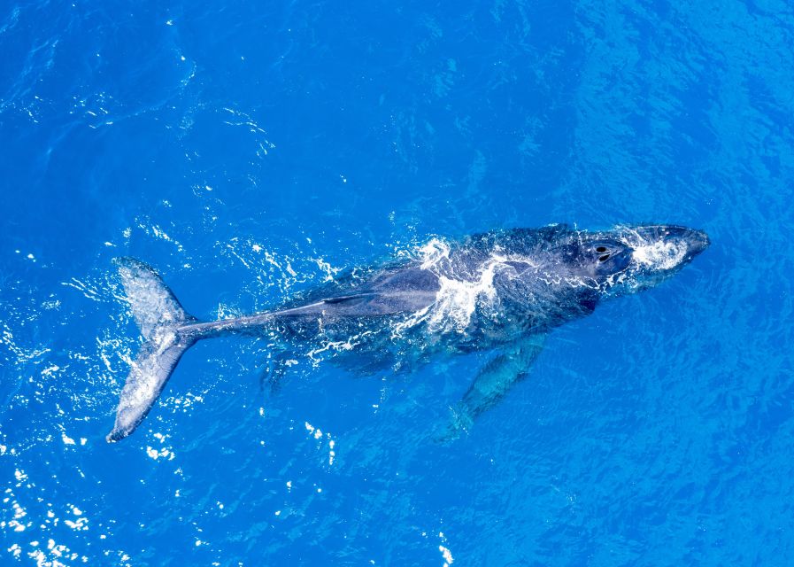 From Maalaea: Whale Watching Catamaran Cruise with Drinks - Hearing whale songs through the hydrophones