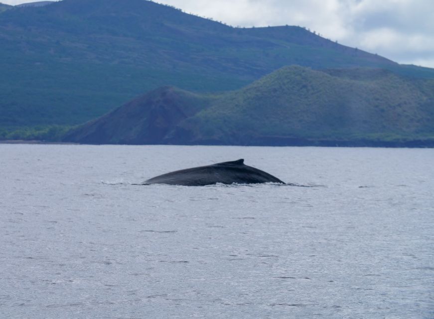 From Maalaea: Whale Watching Catamaran Cruise with Drinks - The views beyond the whales