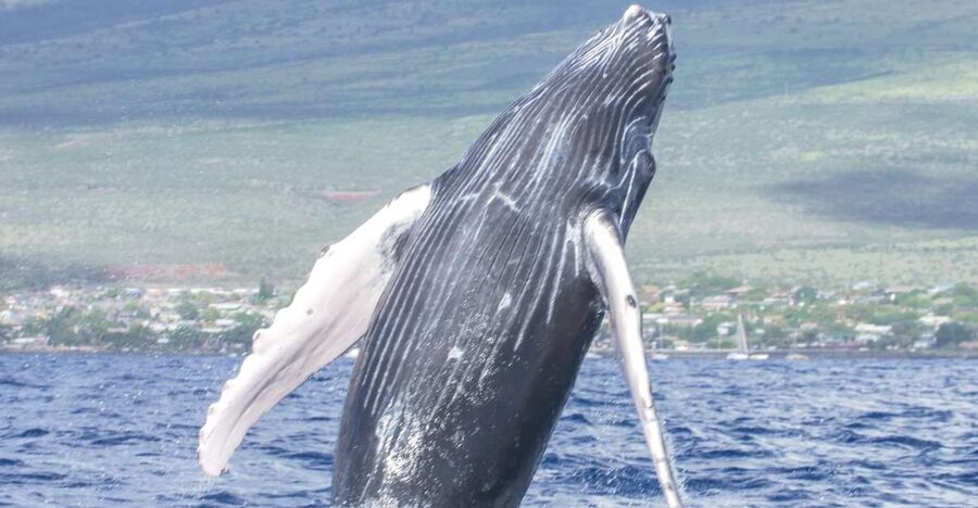 From Maalaea: Whale Watching Catamaran Cruise with Drinks - Drinks, snacks, and what to bring