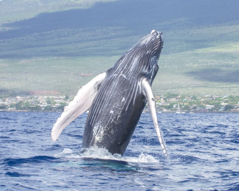 From Maalaea: Whale Watching Catamaran Cruise with Drinks - Is $69 a fair price?
