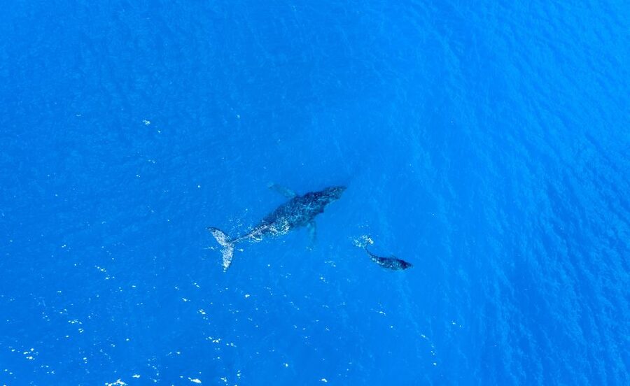 From Maalaea: Whale Watching Catamaran Cruise with Drinks - Who will enjoy this catamaran most