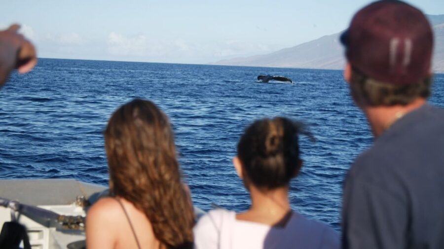From Maalaea: Whale Watching Catamaran Cruise with Drinks - Timing, meeting details, and cancellation