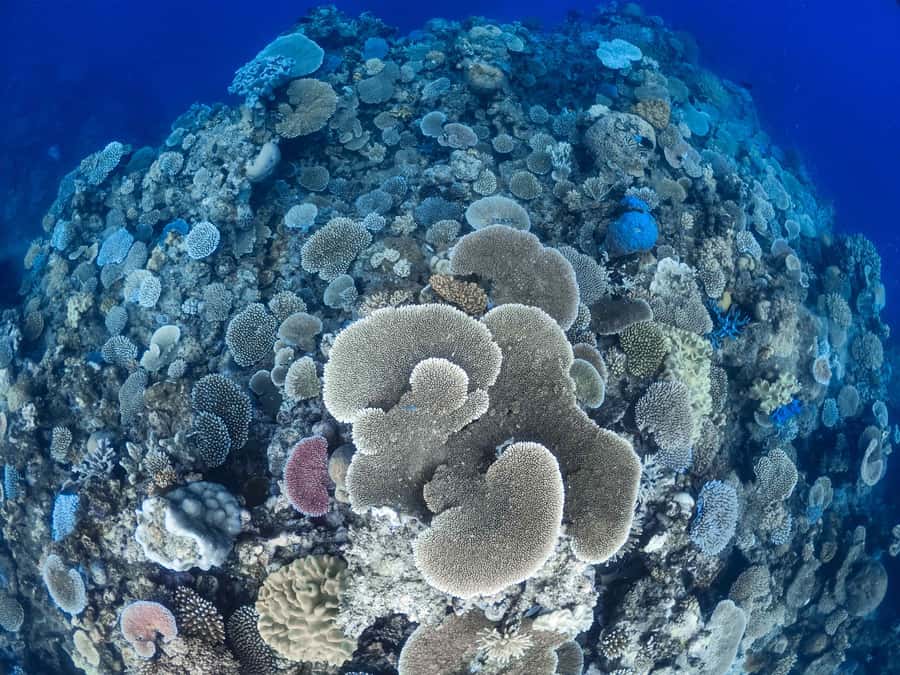 From Port Douglas: Outer Reef Cruise by Luxury Catamaran - Practical advice for a smoother day