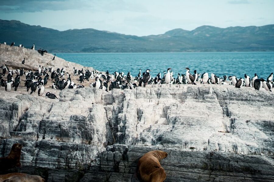 From Ushuaia: Beagle Channel Catamaran Tour - Returning to Ushuaia with the Andes behind you