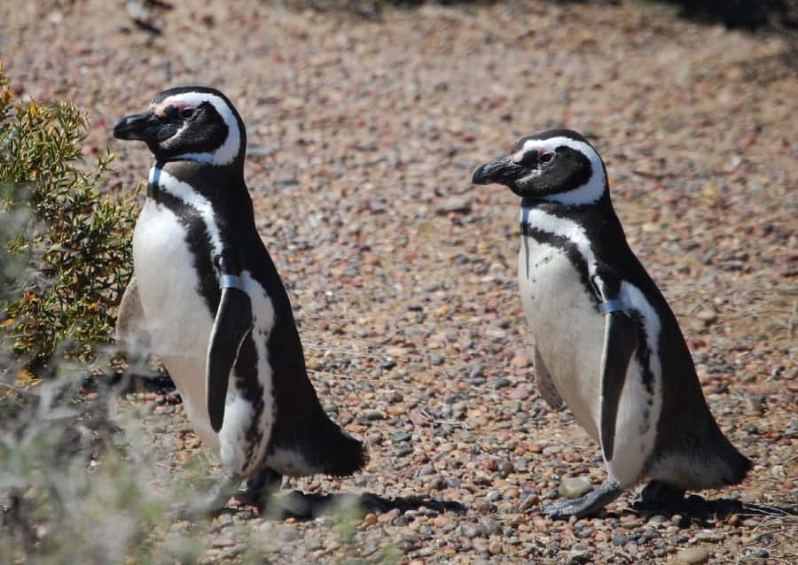 From Ushuaia: Penguin Watching Tour by Catamaran - Key points to know before you book
