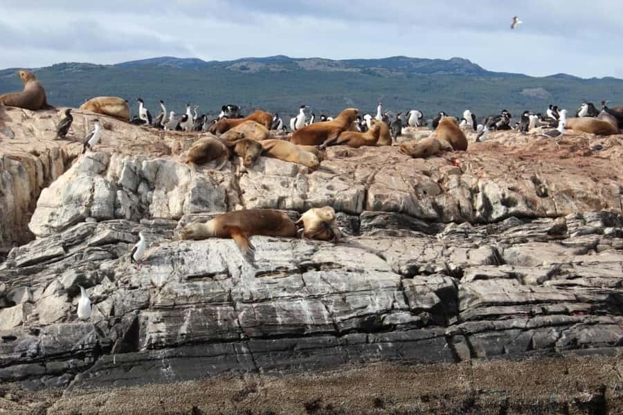 From Ushuaia: Penguin Watching Tour by Catamaran - Sea lions and cormorants on the way south
