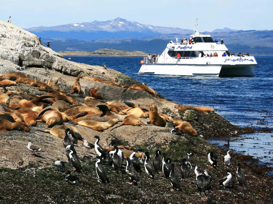 From Ushuaia: Penguin Watching Tour by Catamaran - Pickup, port fees, and the real price