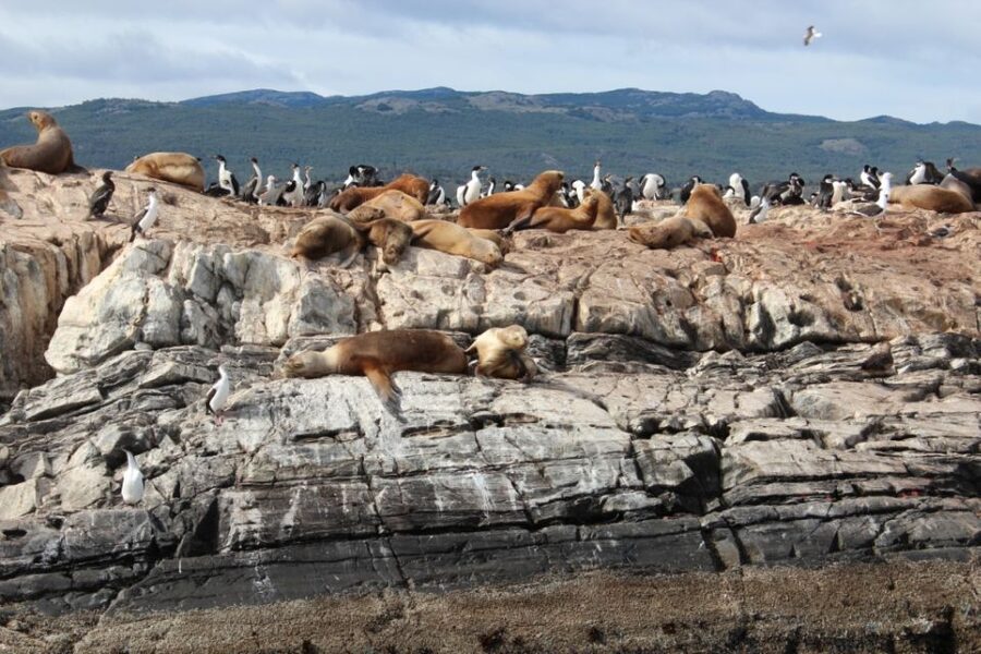 From Ushuaia: Penguin Watching Tour by Catamaran - Who will enjoy this cruise most