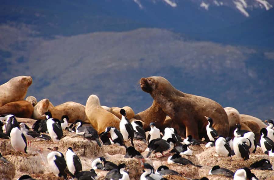 From Ushuaia: Penguin Watching Tour by Catamaran - Mountain views from the center of the channel