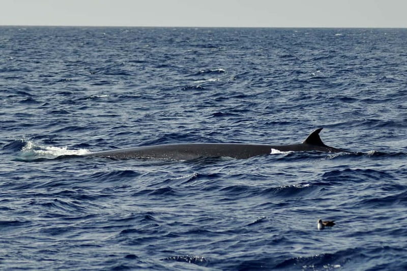 Fuerteventura: Catamarán navegación a vela y delfines. - Food, drinks, and the onboard mood