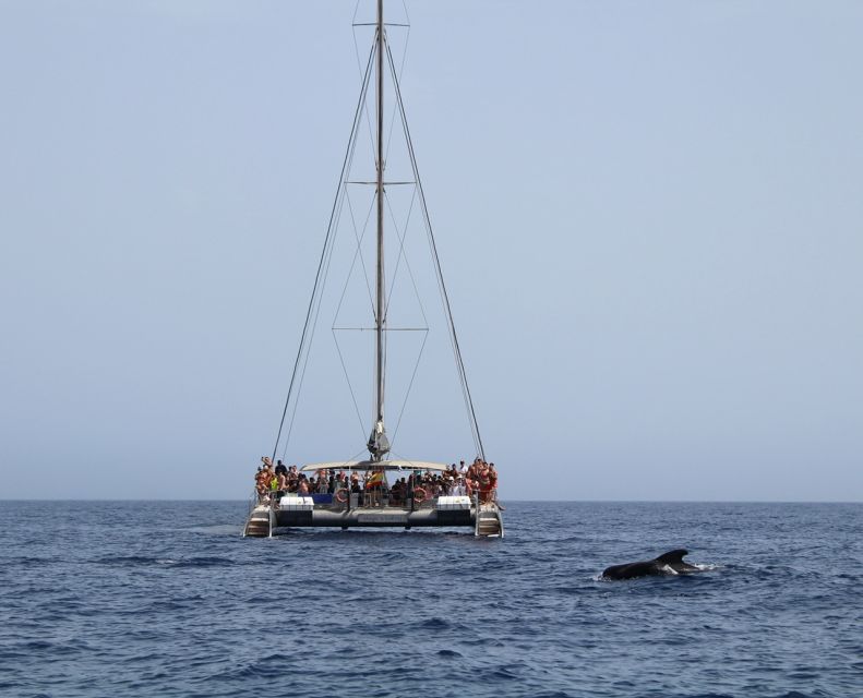 Fuerteventura: Magic Catamaran Trip with Food and Drinks - Leaving Morro Jable on the Magic Select