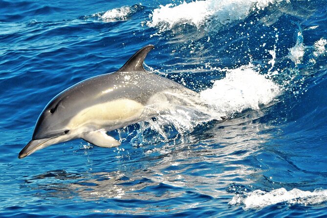Fuerteventura: Magic Select Catamaran Trip with Food & Drinks - How the price of $93.12 makes sense
