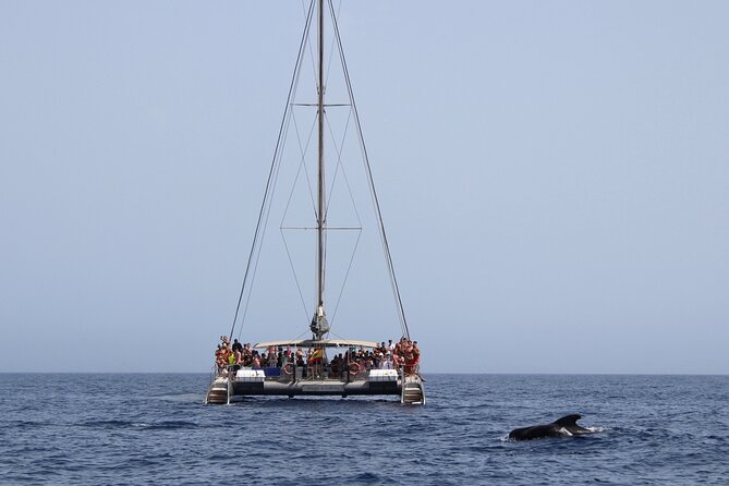 Fuerteventura: Magic Select Catamaran Trip with Food & Drinks - Practical tips for a smoother day