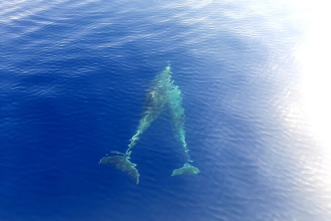 Full day catamaran tour in Alghero - Capo Caccia, Neptune’s Cave, and Foradada Island