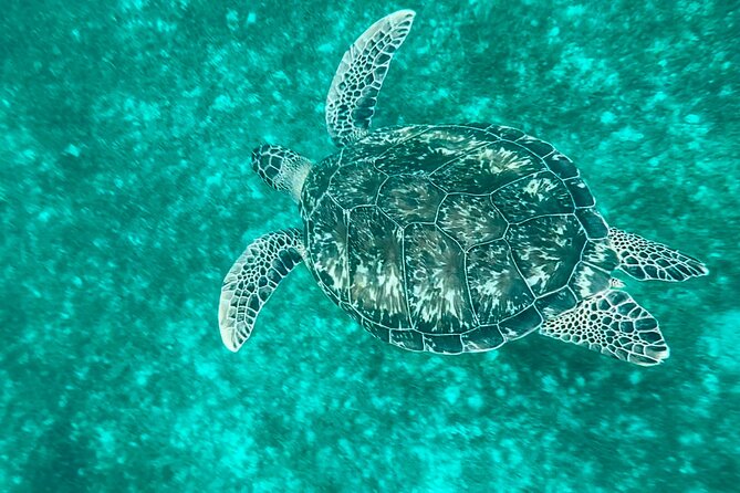 Full day EN Catamaran Martinique Dolphins and Turtles - A full day built around Martinique’s sea life