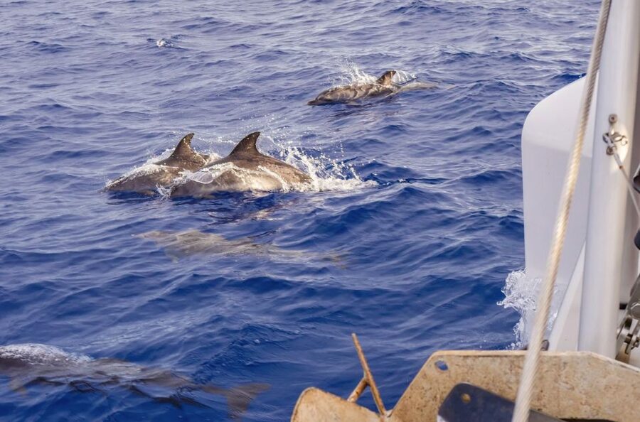 Funchal Bay: Dolphin & Whale Watch Luxury Catamaran Cruise - What the $47 price really covers