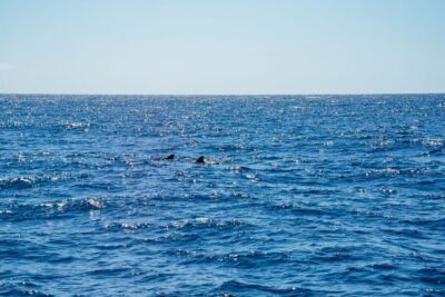 Dolphin and Whale Watching by Luxury Catamaran