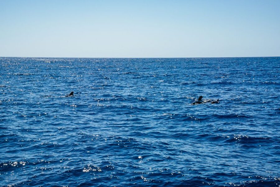 Funchal: Dolphin and Whale Watching by Luxury Catamaran - The Ride Back Along Madeira’s Coast