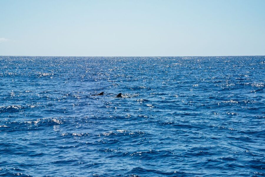 Funchal: Dolphin and Whale Watching by Luxury Catamaran - Searching for Dolphins and Whales off Funchal