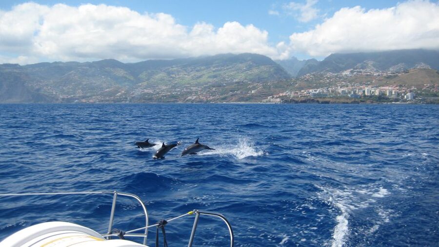 Funchal: Dolphin and Whale Watching Catamaran Cruise - Key points to know before booking