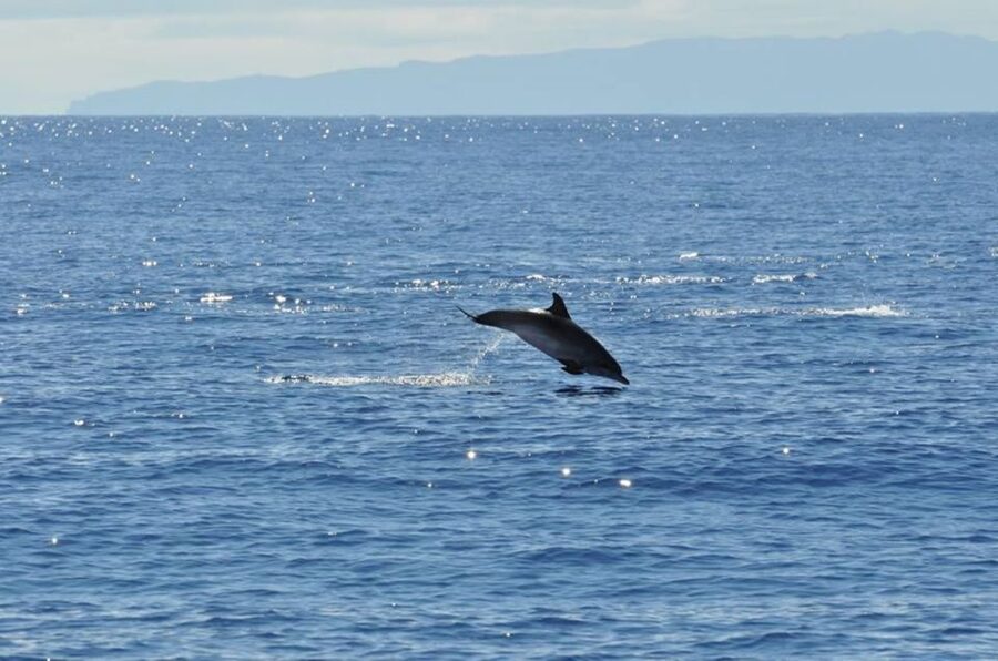 Funchal: Dolphin and Whale Watching Catamaran Cruise - Should you book the Seaborn Catamaran cruise?